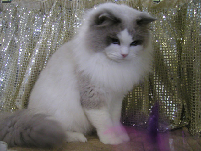 Sidrotul Muntaha Kucing Anggora Cantik Sidrotul Muntaha Kucing Anggora Cantik